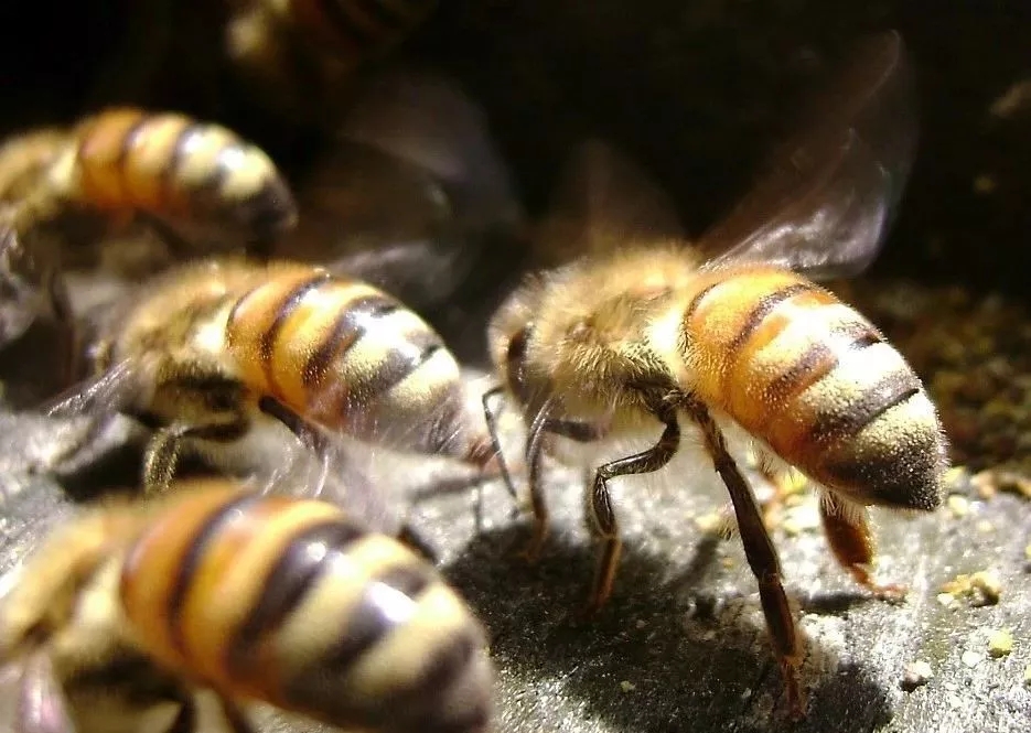 勤劳的小蜜蜂每天都在做什么？